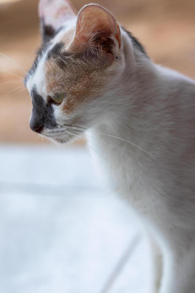 un' gatto è pensiero di qualcosa foto