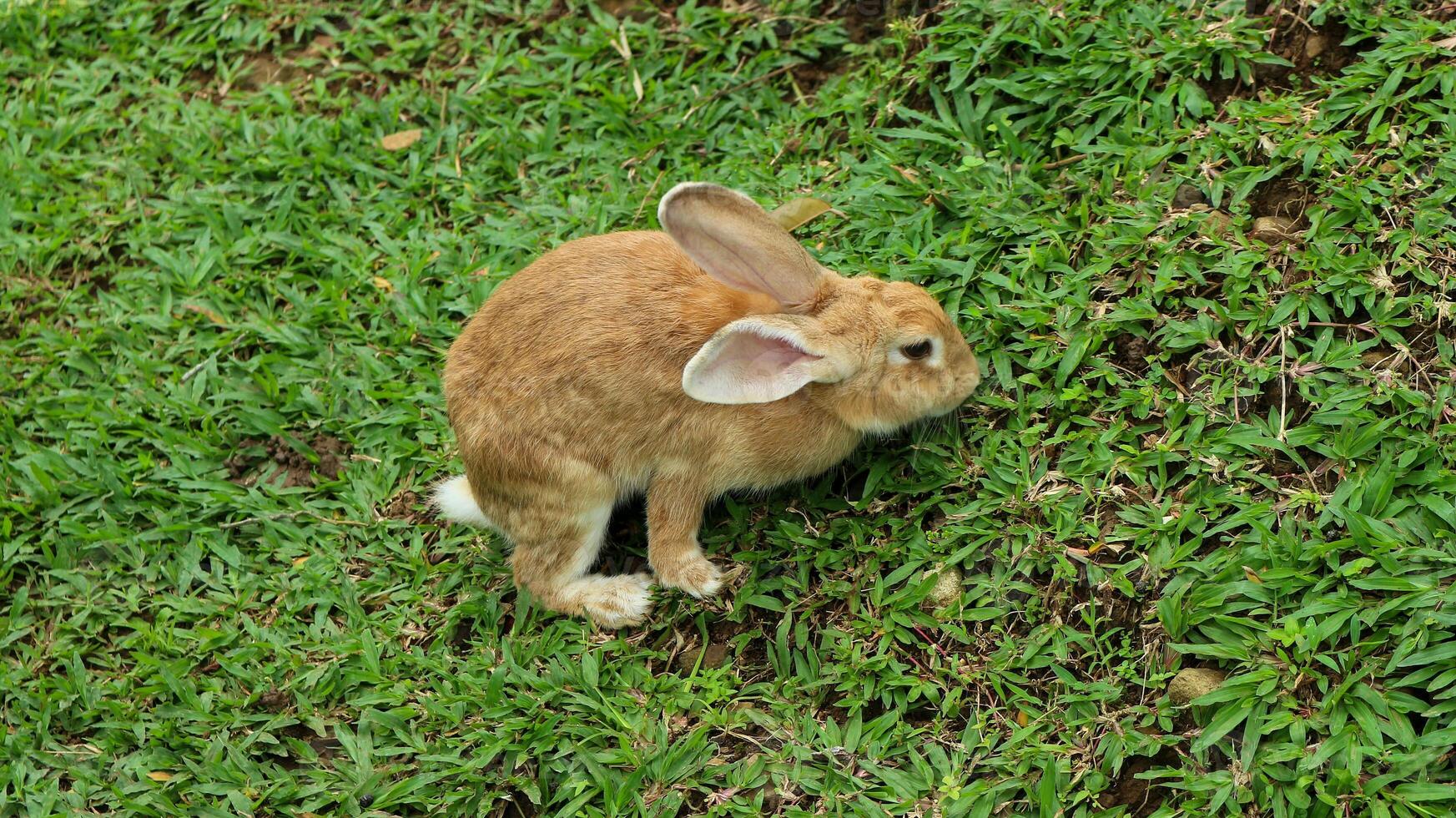 un' Marrone coniglio mangiare erba su un' azienda agricola. foto