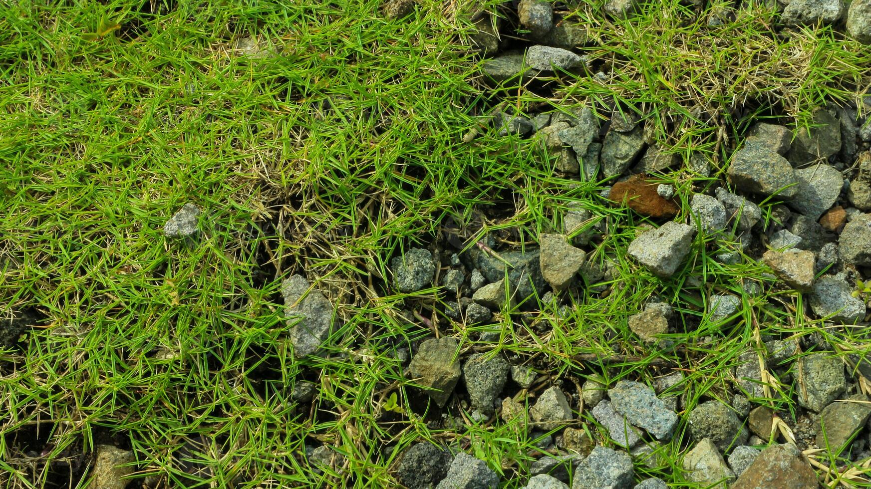 verde erba con pietre, erba con pietre ghiaia, foto sfondo.