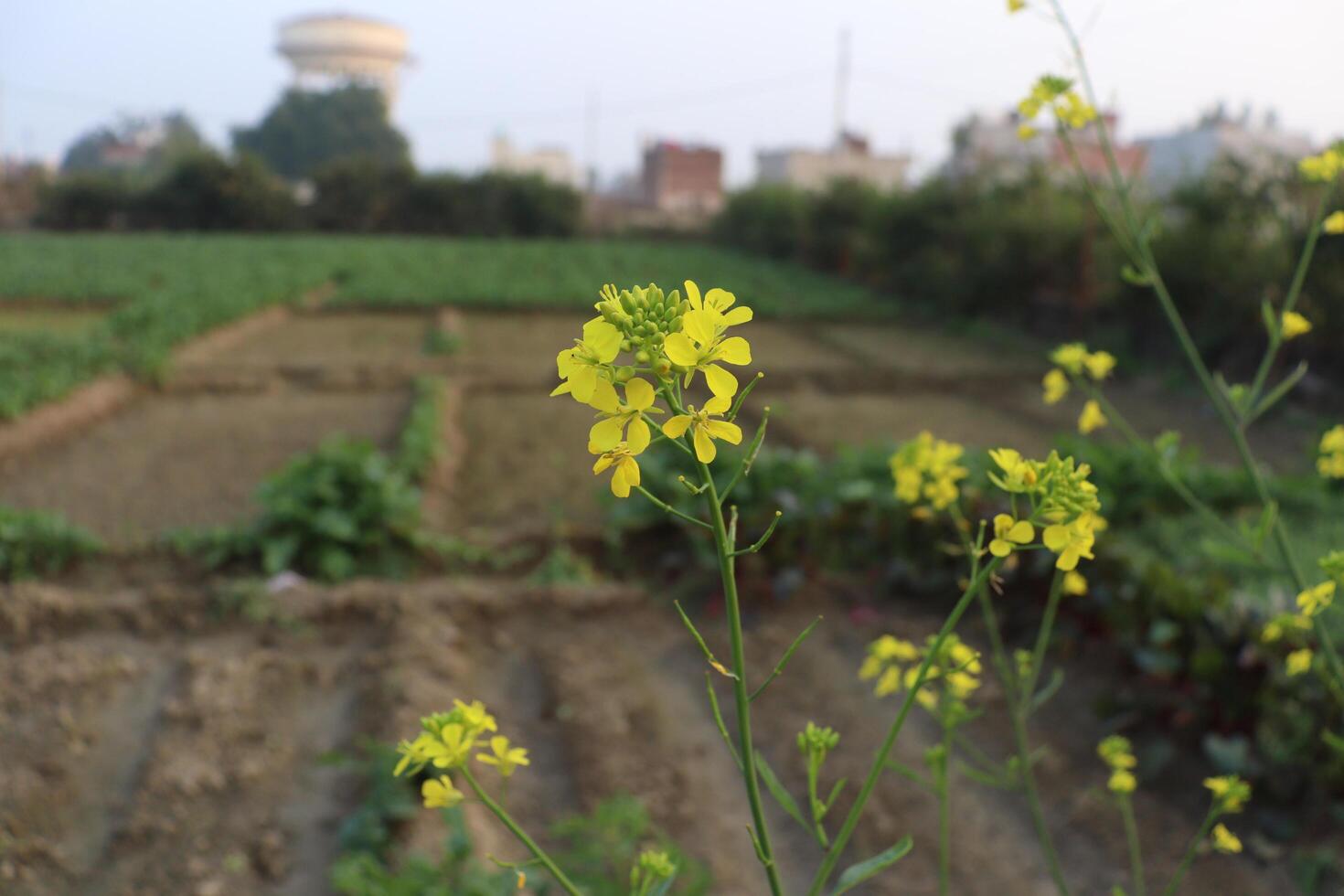 un' campo di giallo fiori nel davanti di un' acqua Torre foto