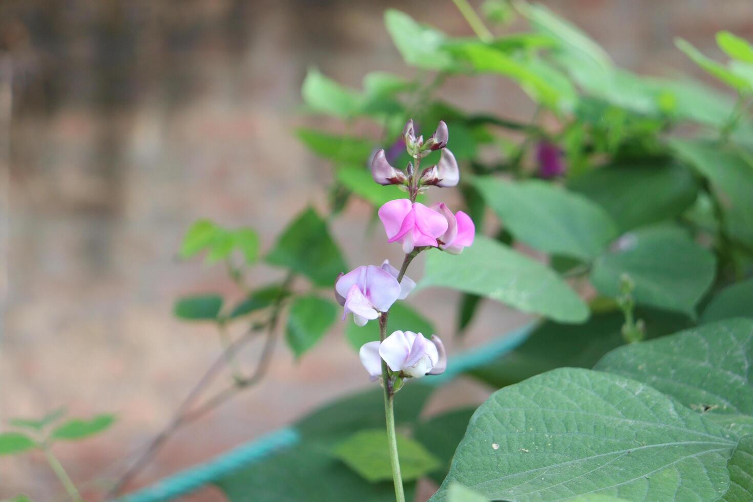 un' piccolo rosa e bianca fiore è in crescita nel il giardino foto