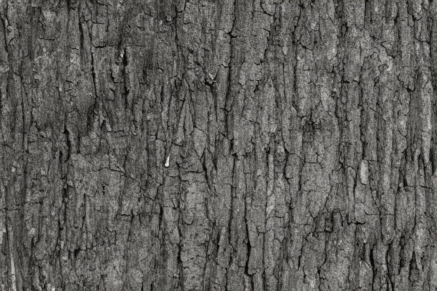 asciutto albero abbaiare struttura e sfondo, natura concetto foto