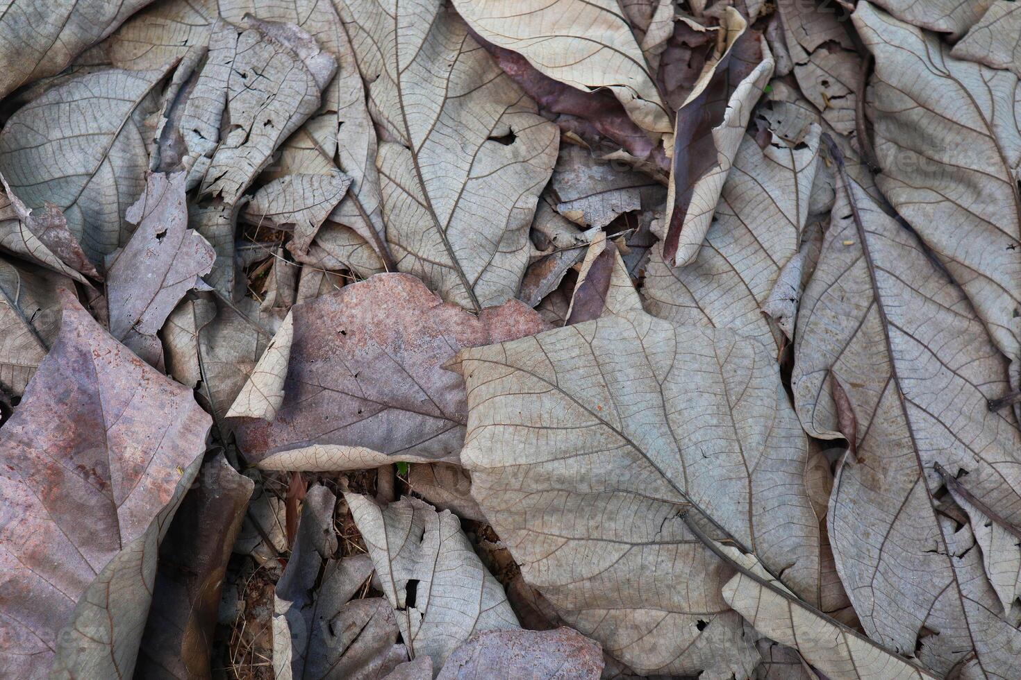 secco teak le foglie su il terra foto