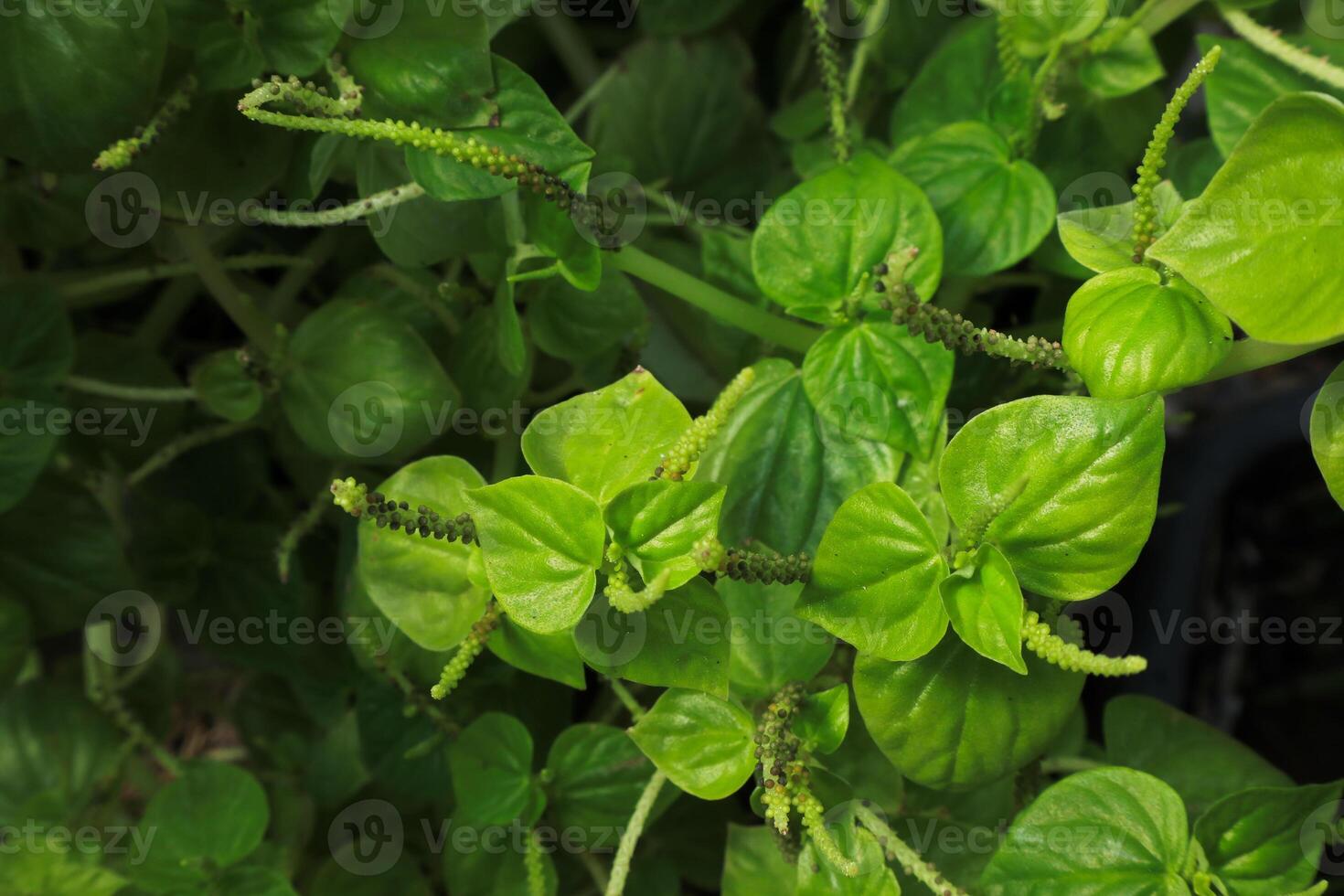 peperomia pellucida o brillante cespuglio, Pepe Sambuco. erbaceo pianta foto