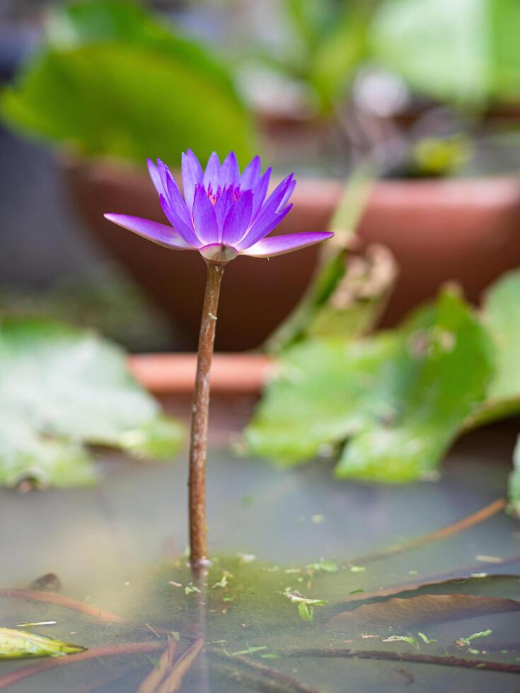 bellissimo di viola loto siamo fioritura foto