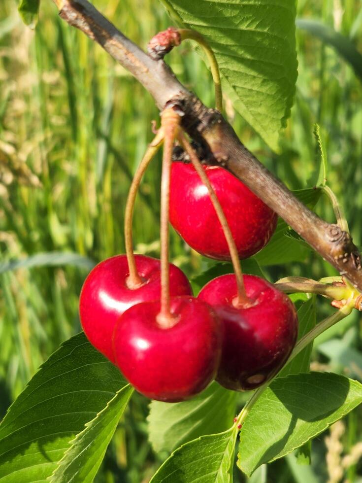 rosso ciliegia su un' ramo. maturo ciliegia frutta foto