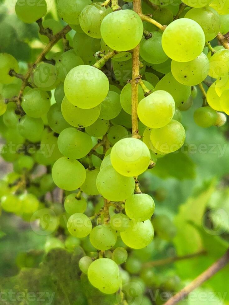 uva. grappoli di leggero uva. naturale sfondo con uva foto