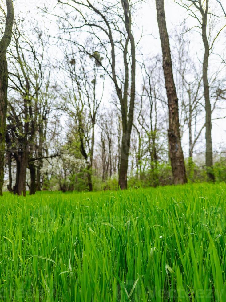 un' sereno campo di verde erba con maestoso alberi nel il sfondo. un' campo di verde erba con alberi nel il sfondo foto