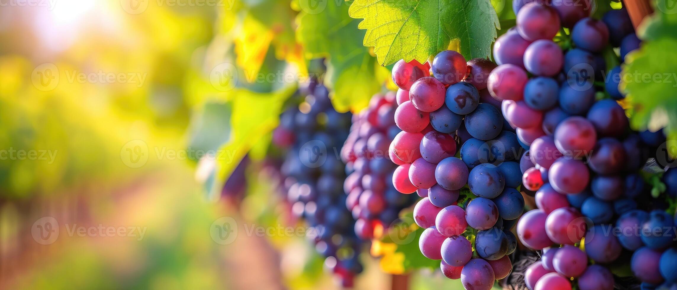 ai generato vivace uva su il vite, impostato contro un' pittoresco vigneto sfondo, ai generato. foto