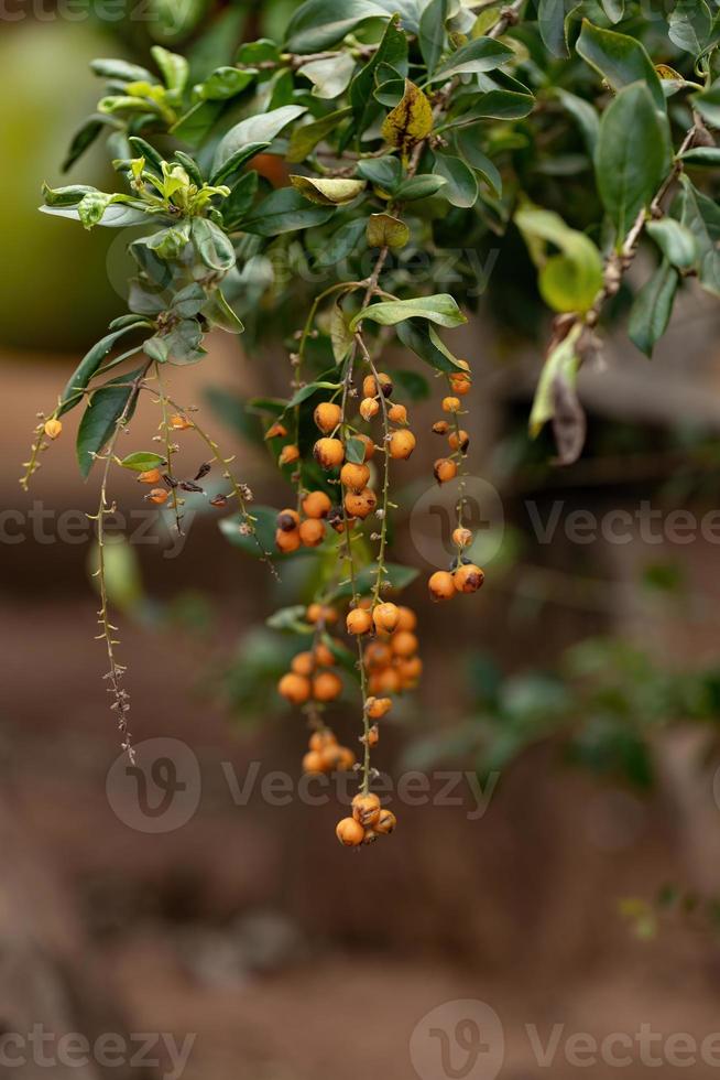 frutti gialli di skyflower foto