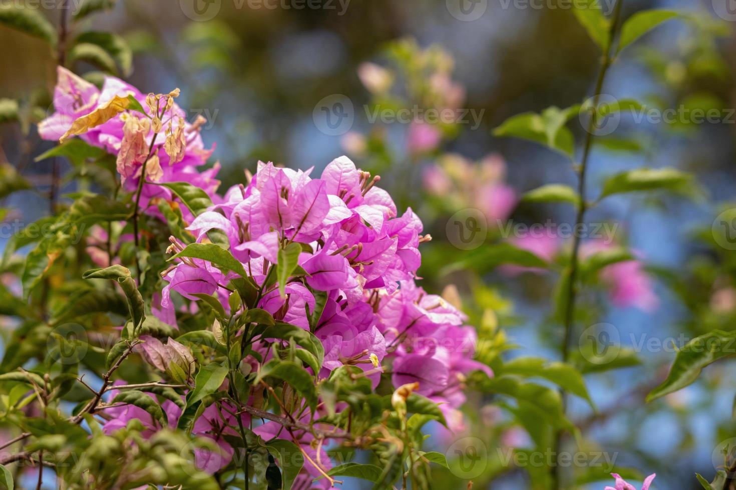 fiori di piante ornamentali foto