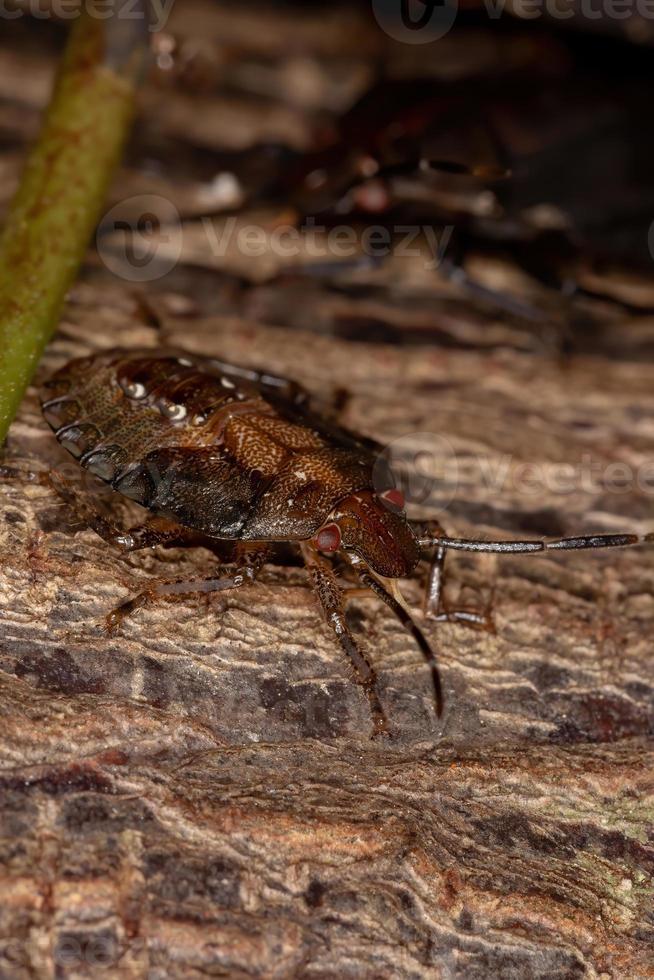 cimice puzzolente brasiliana foto