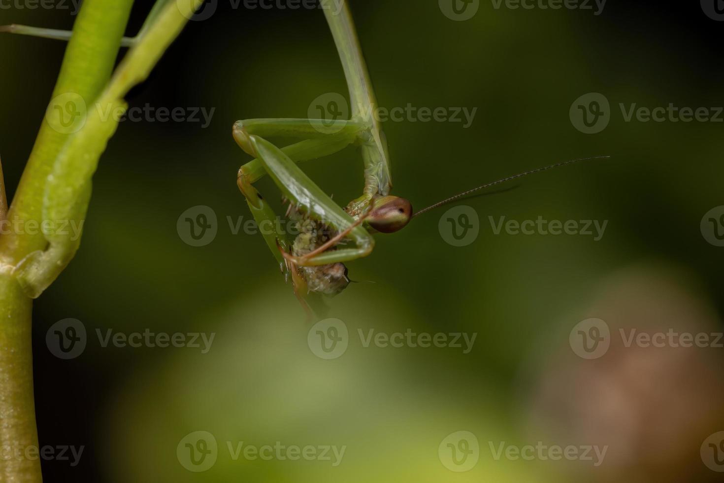 Mantide maschio che preda un bruco foto