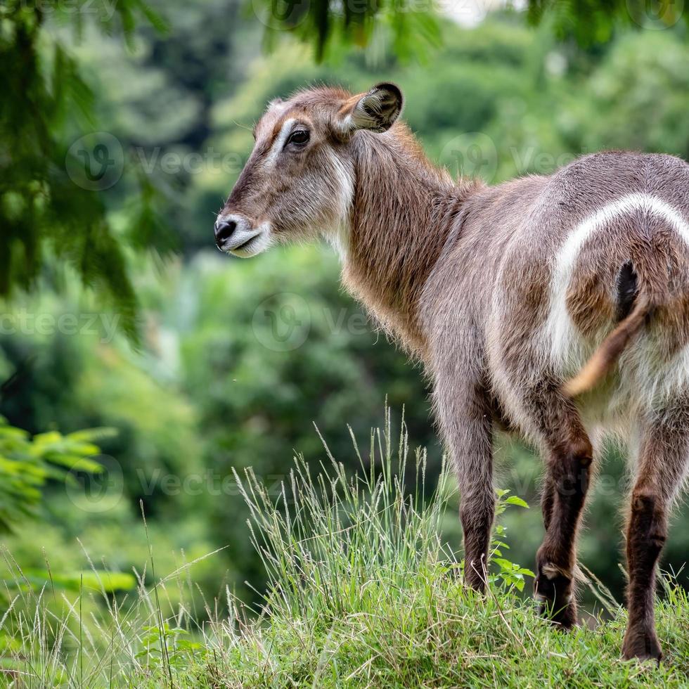 animale selvatico waterbuck foto