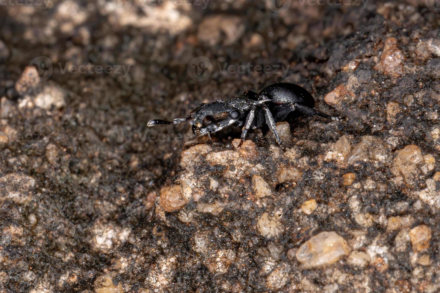 piccola formica tartaruga foto