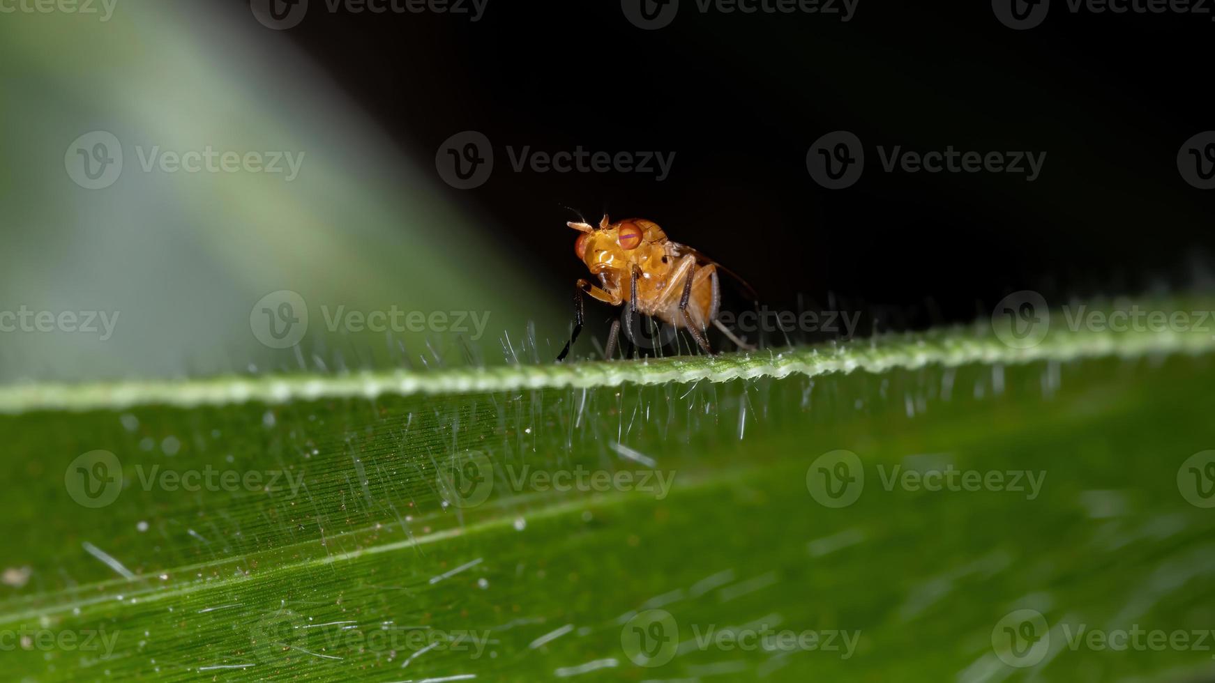 mosca lauxanide adulta foto