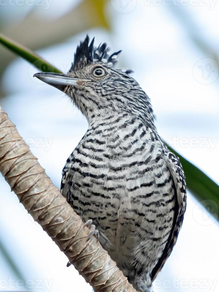 maschio brasiliano sbarrato antshrike foto