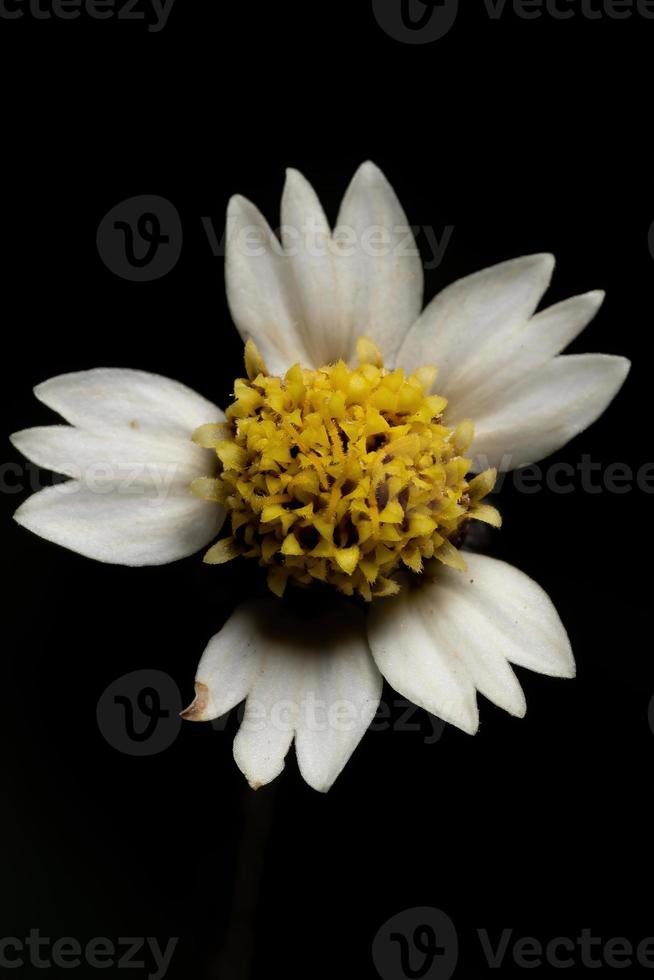 fiore di tridax margherita foto