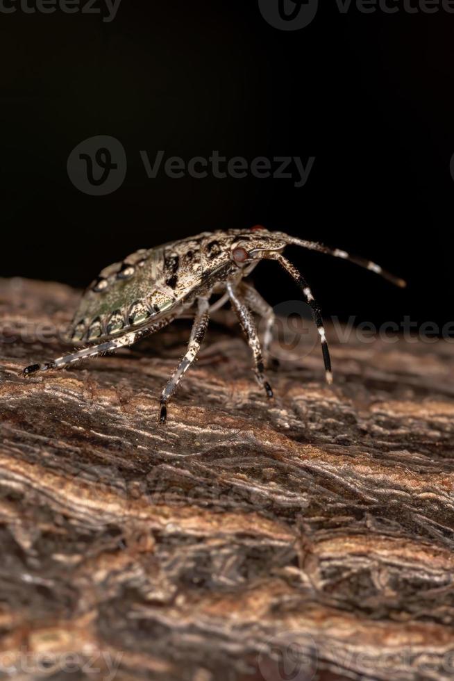 cimice puzzolente brasiliana foto