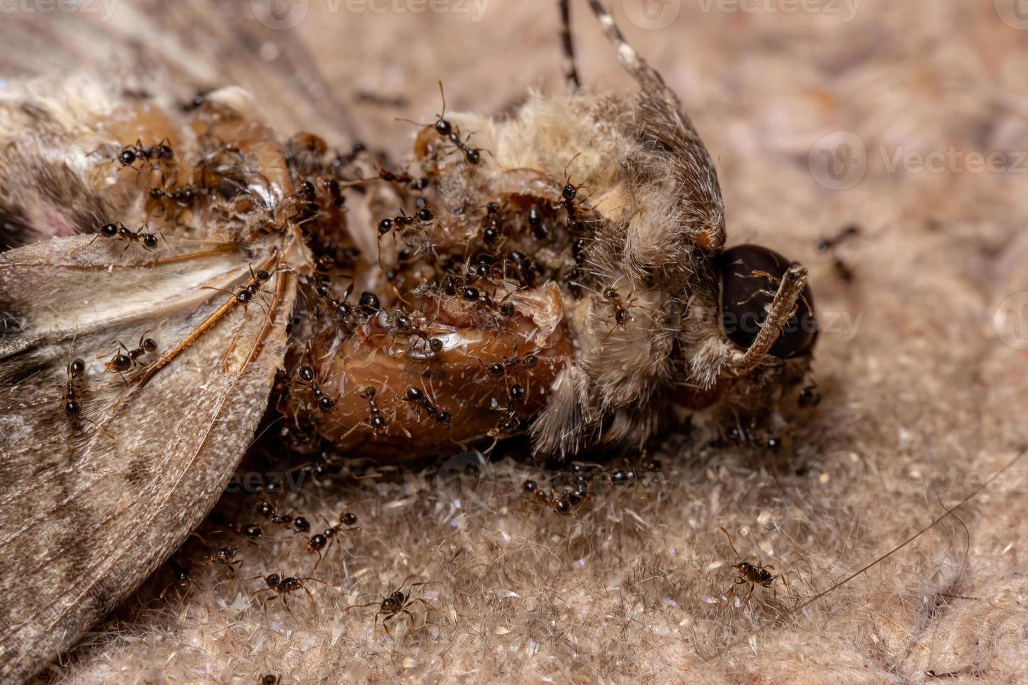 formiche dalla testa grossa che mangiano una falena falco a macchie rosa morta foto