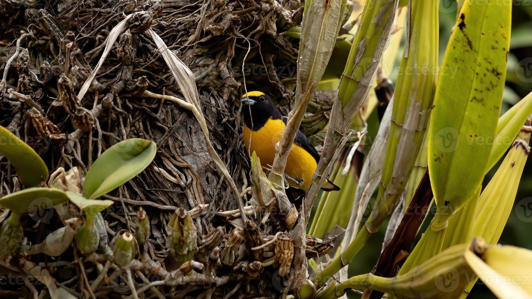 eufonia maschio gola viola foto