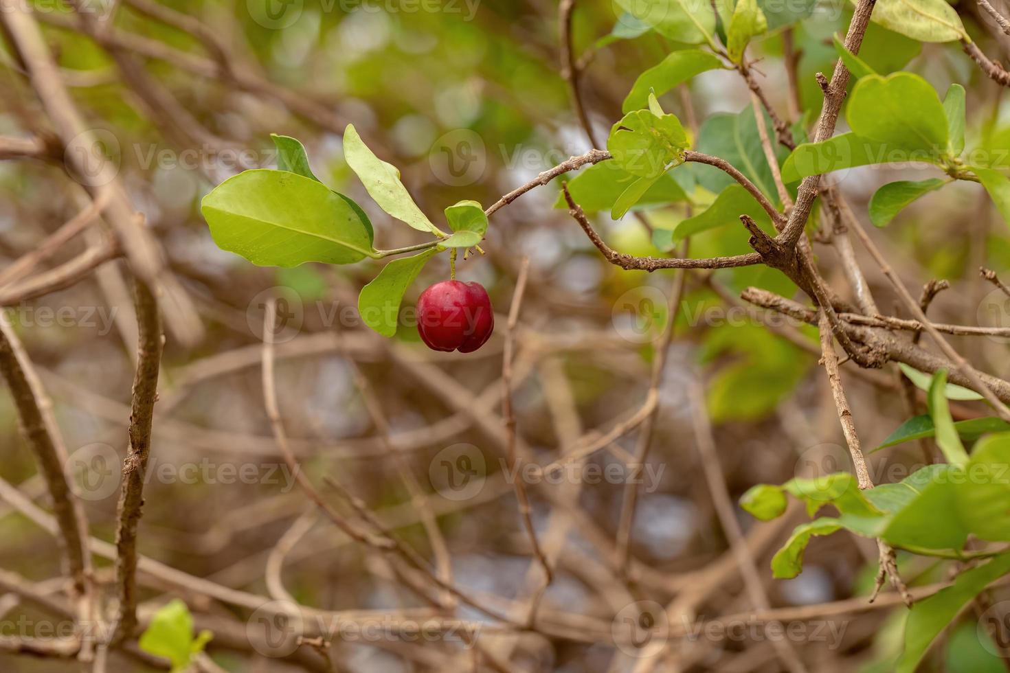 frutti rossi di acerola foto