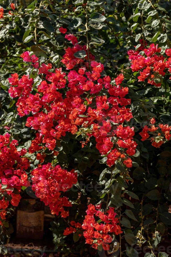 fiori di piante ornamentali foto