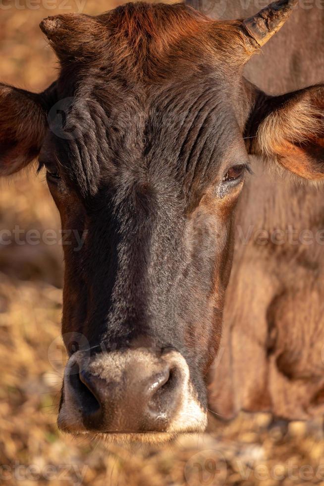 mucca in una fattoria foto