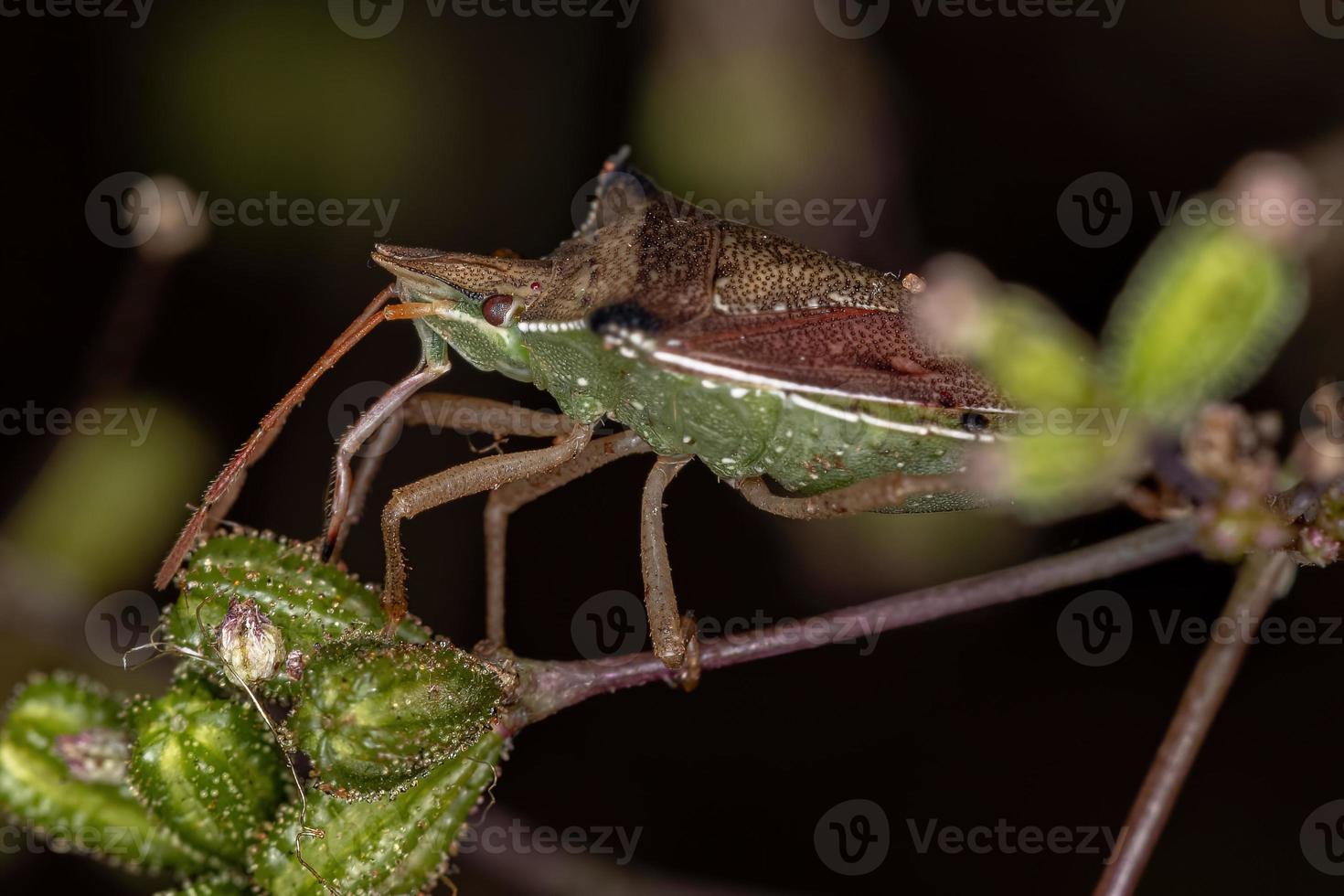 cimice del ventre verde adulto foto