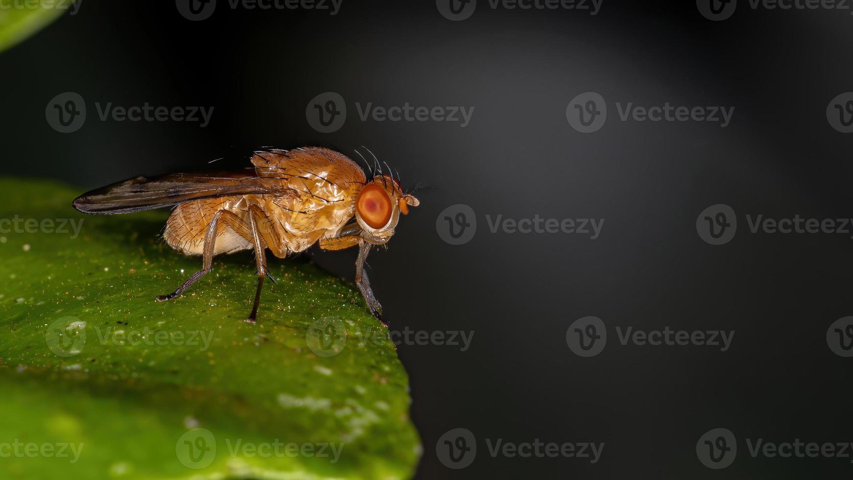 mosca lauxanide adulta foto