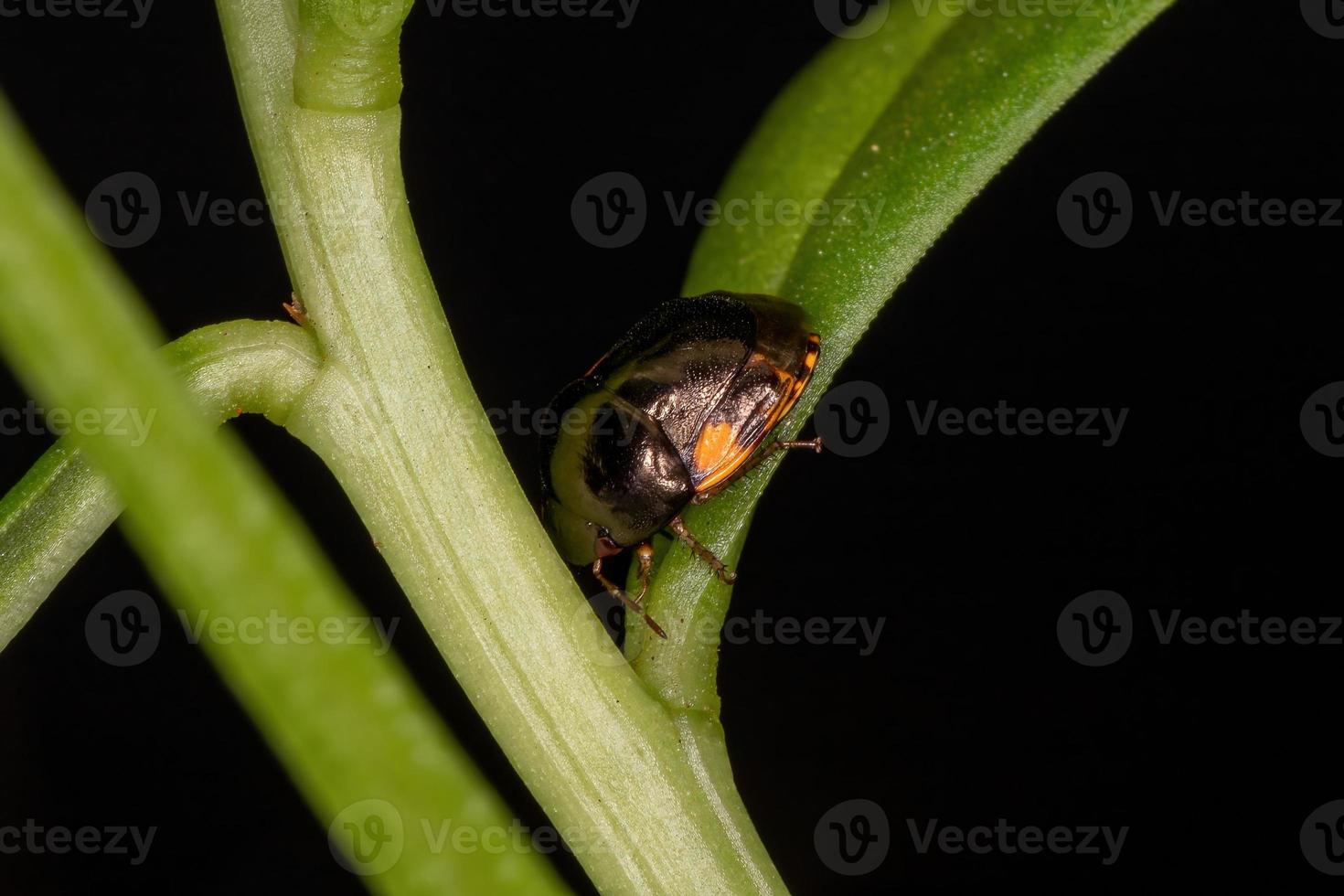 bug ebano adulto foto