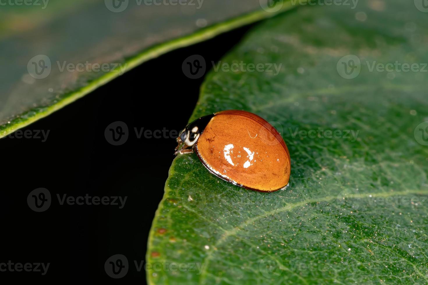scarabeo immacolato foto