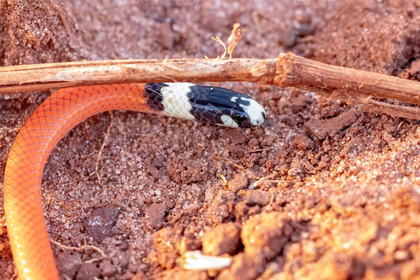 serpente scavatore di reinhardt foto