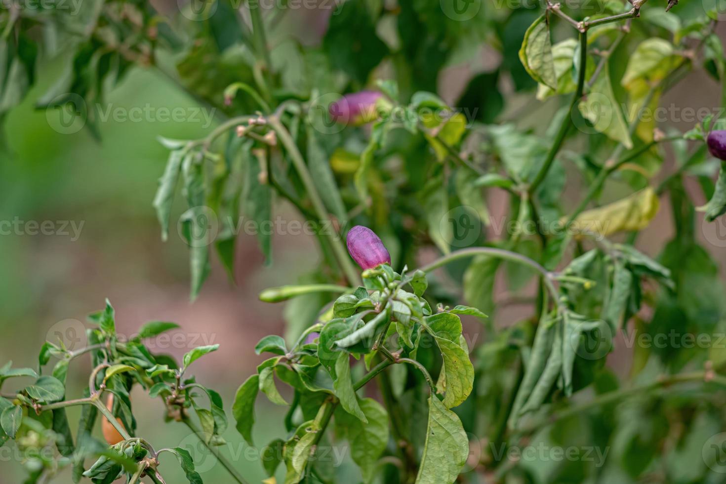 piante di peperone con frutti foto