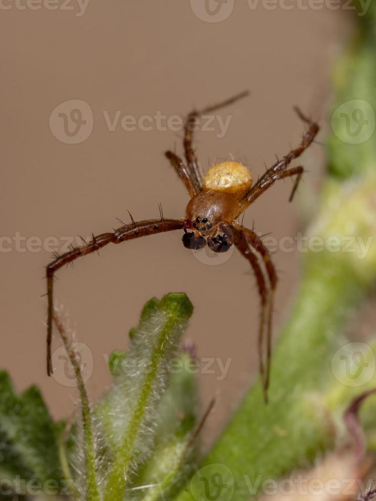 orbweaver maschio del giardino d'argento foto