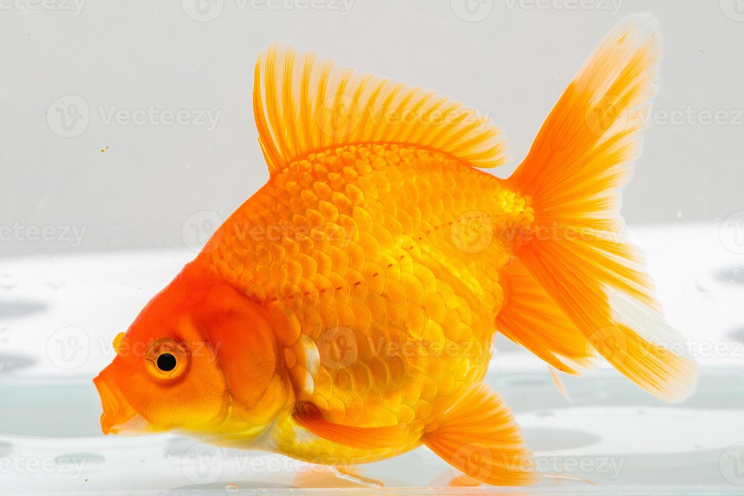 oranda pesce rosso nel acquario pesce serbatoio vicino su foto