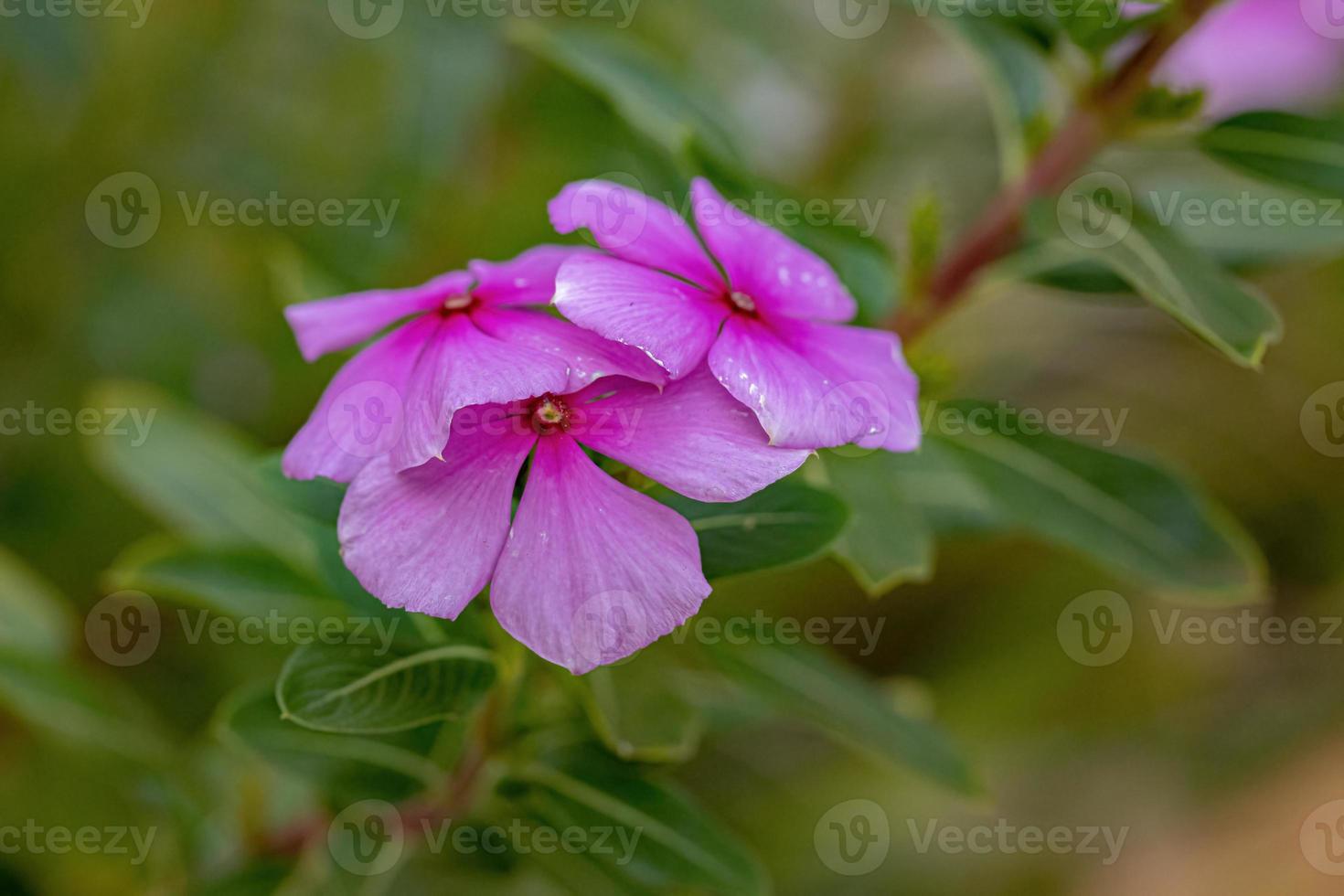 fiore di pervinca rosa madagascar foto