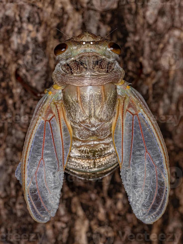 cicala gigante adulta foto