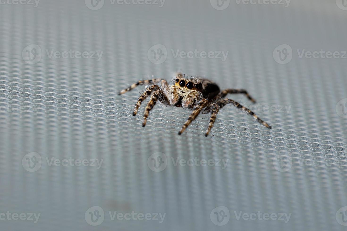 ragno che salta dal muro grigio foto