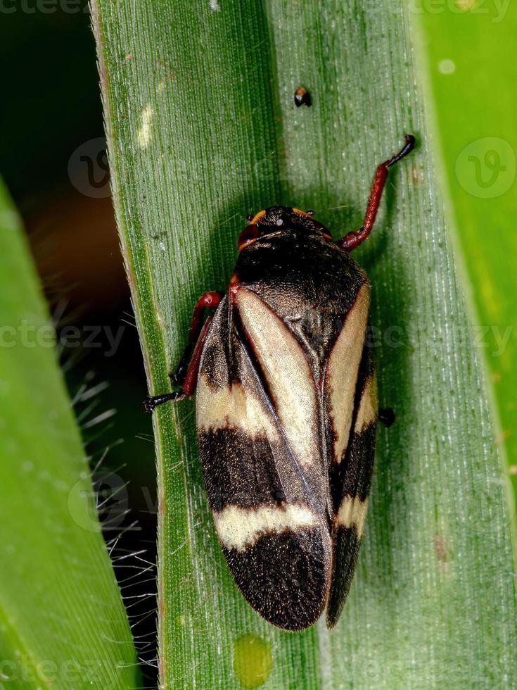 froghopper brasiliano adulto foto