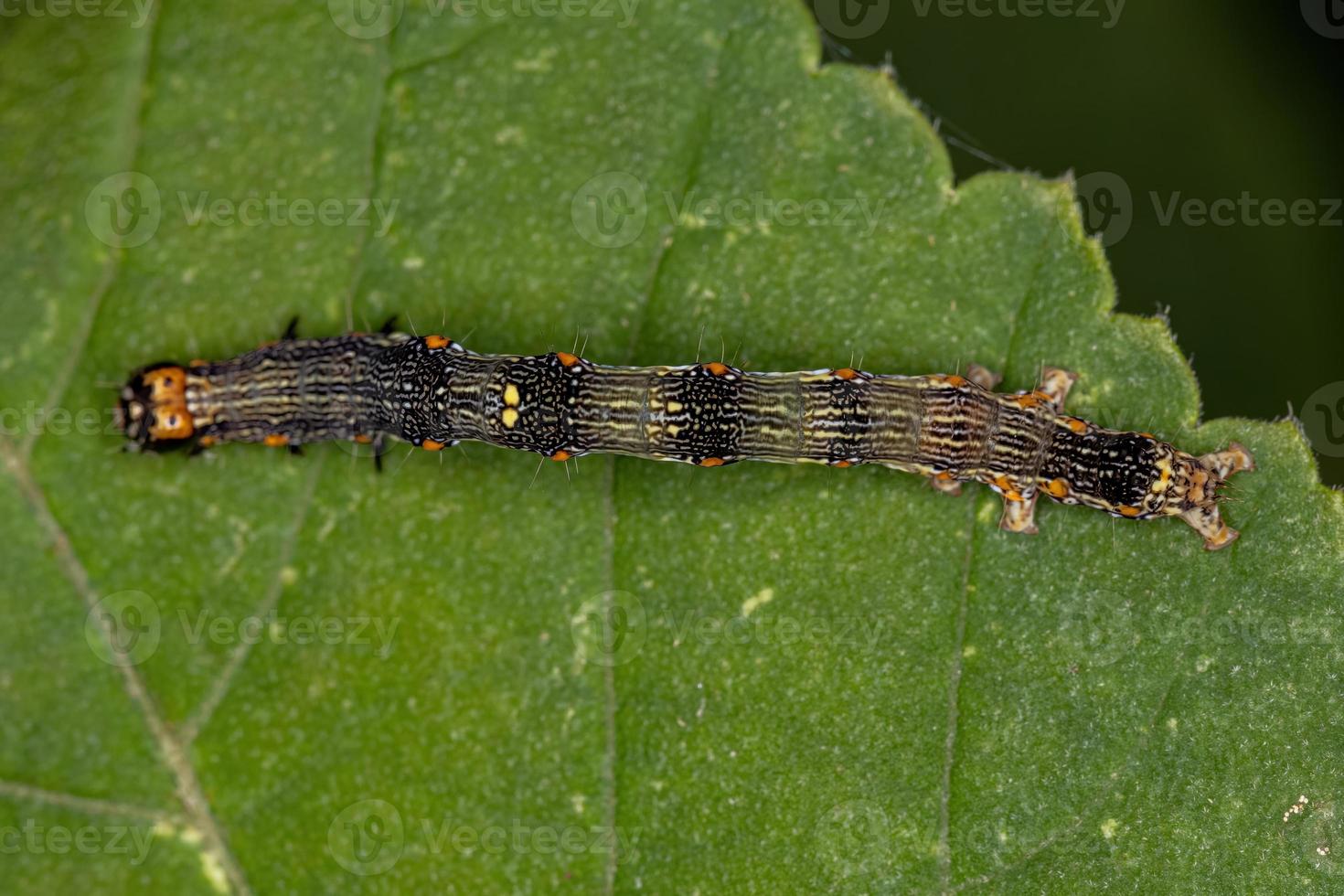 piccola larva di farfalla foto