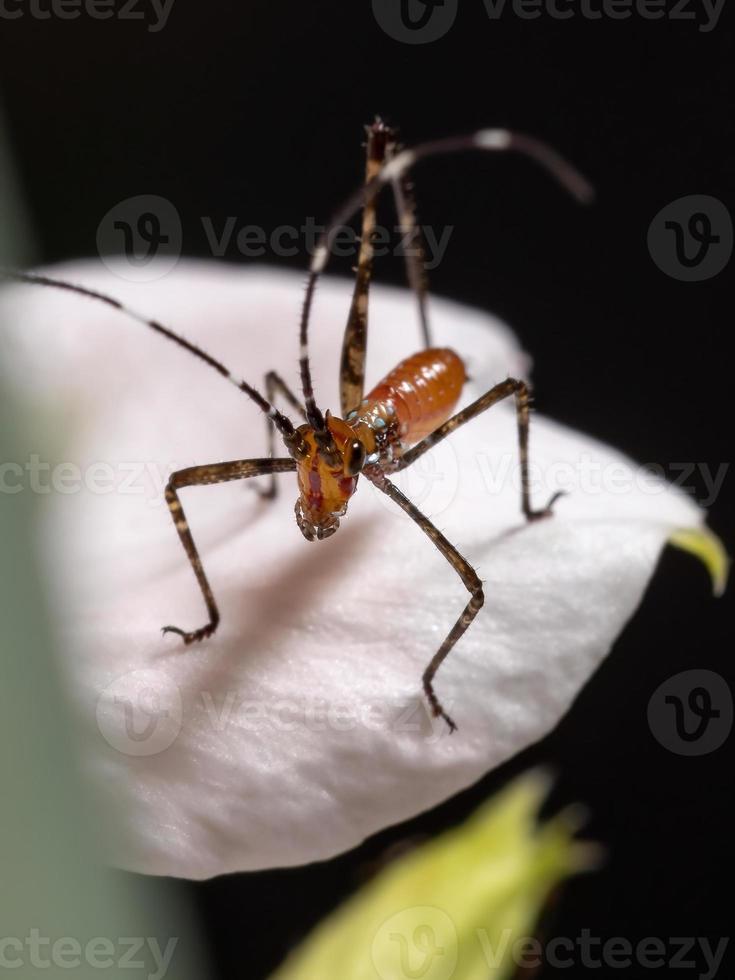 foglia katydid ninfa foto