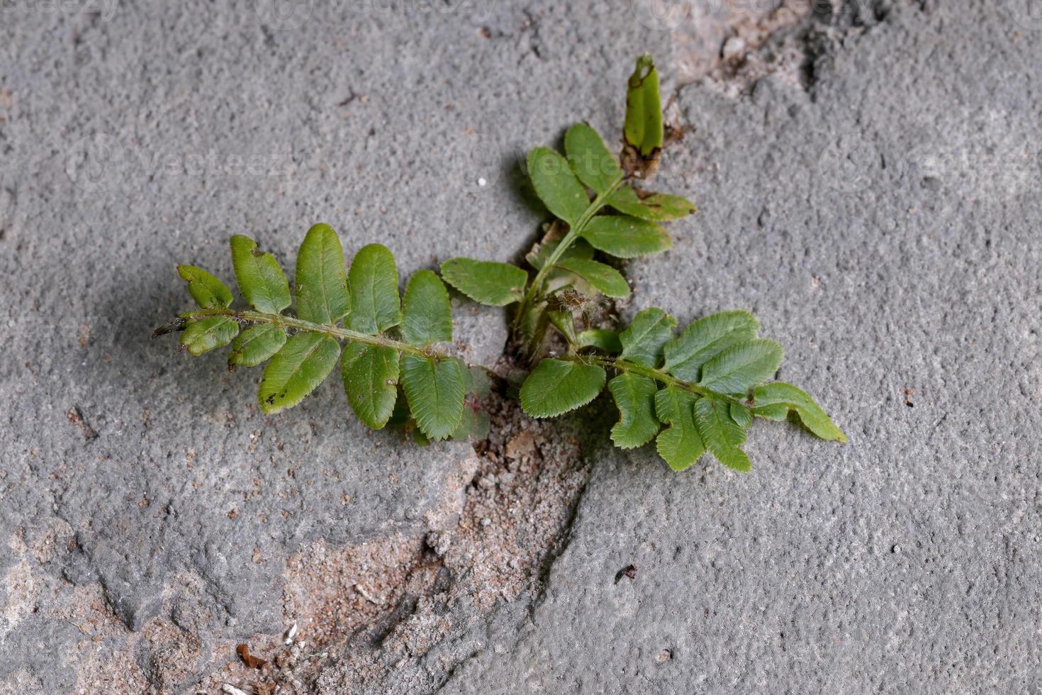 pianta di felce a scala foto