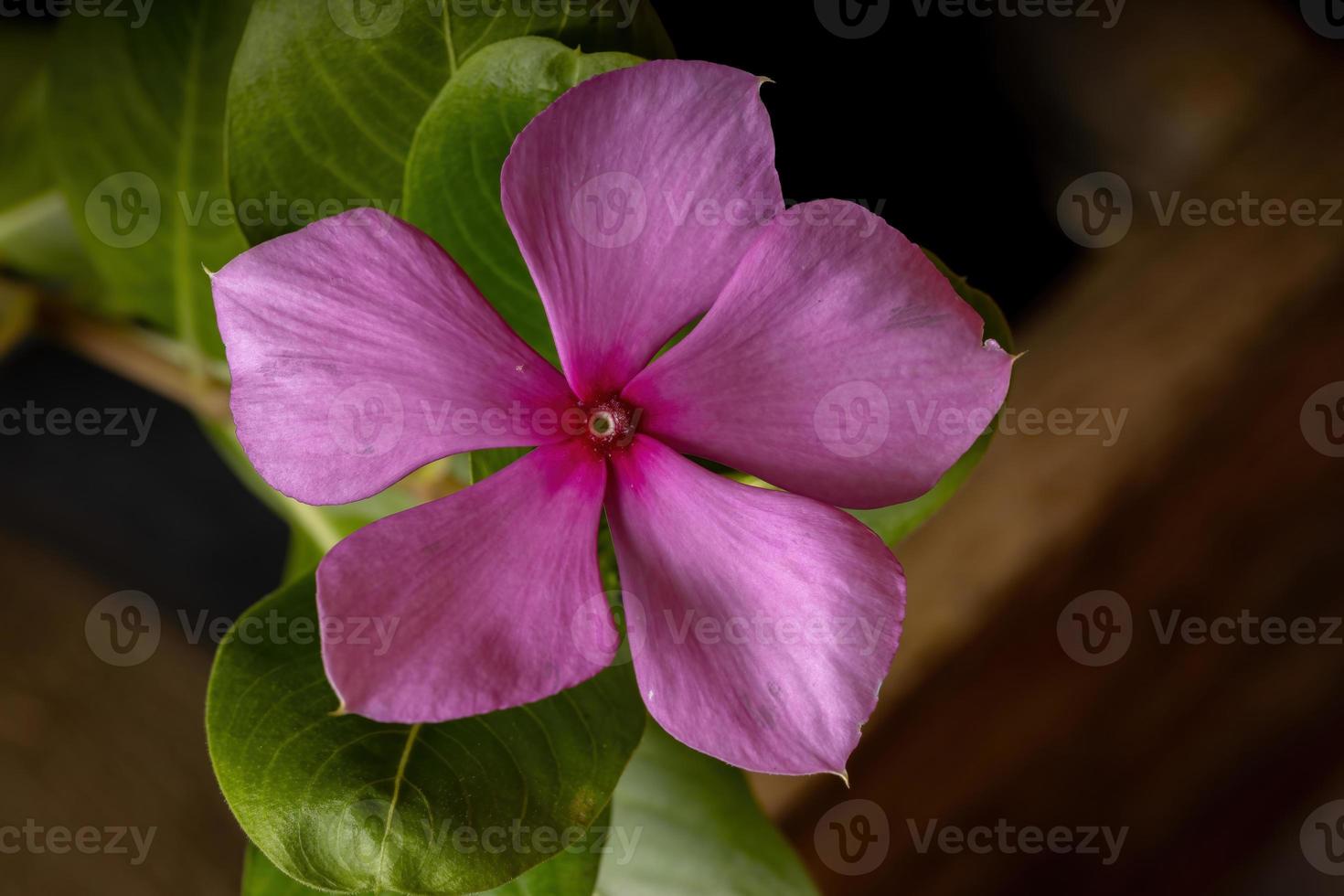 pianta di pervinca del madagascar foto