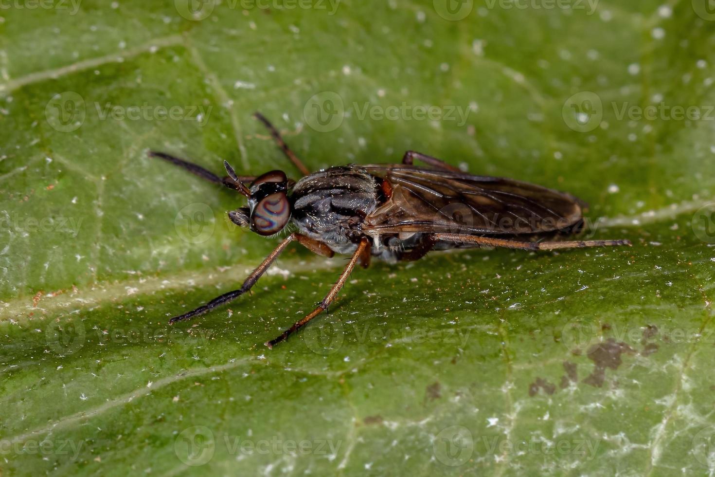 mosca a spillo per adulti foto