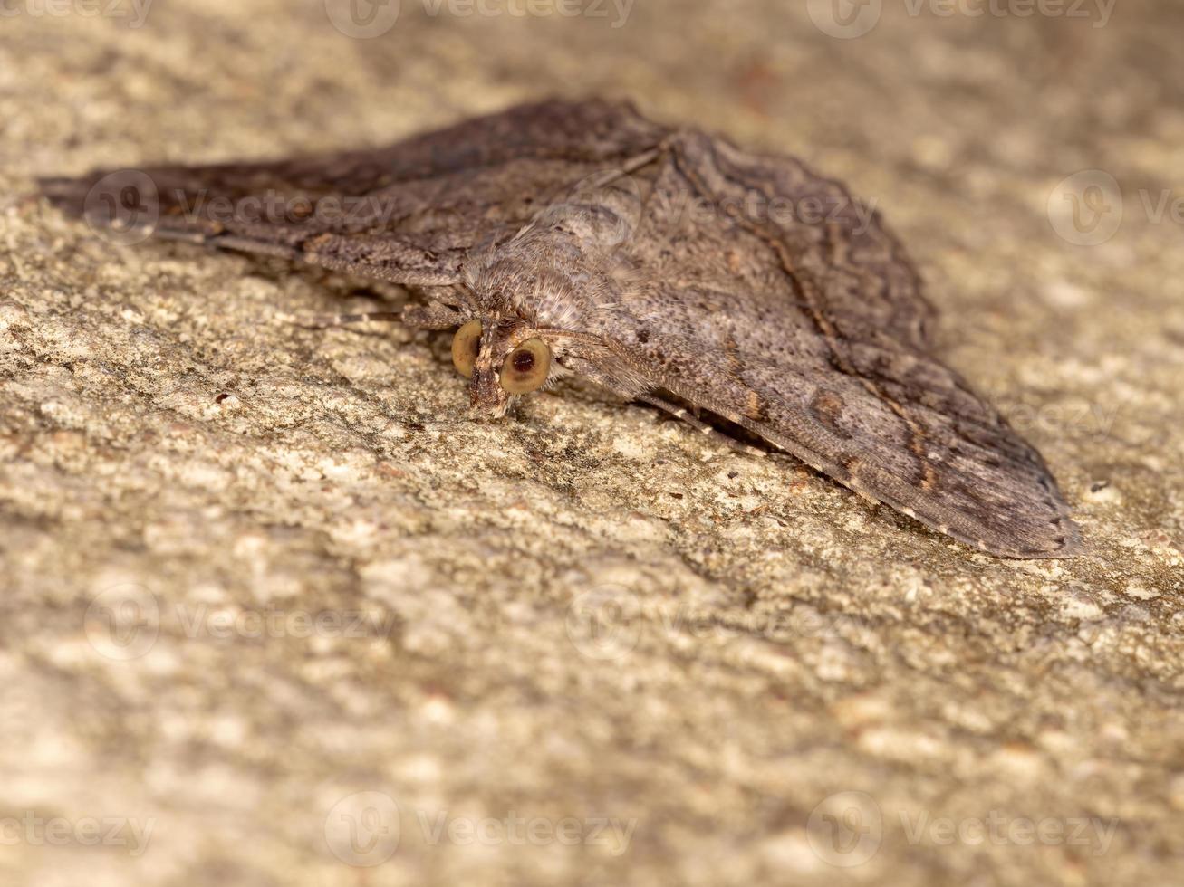 falena brasiliana underwing foto