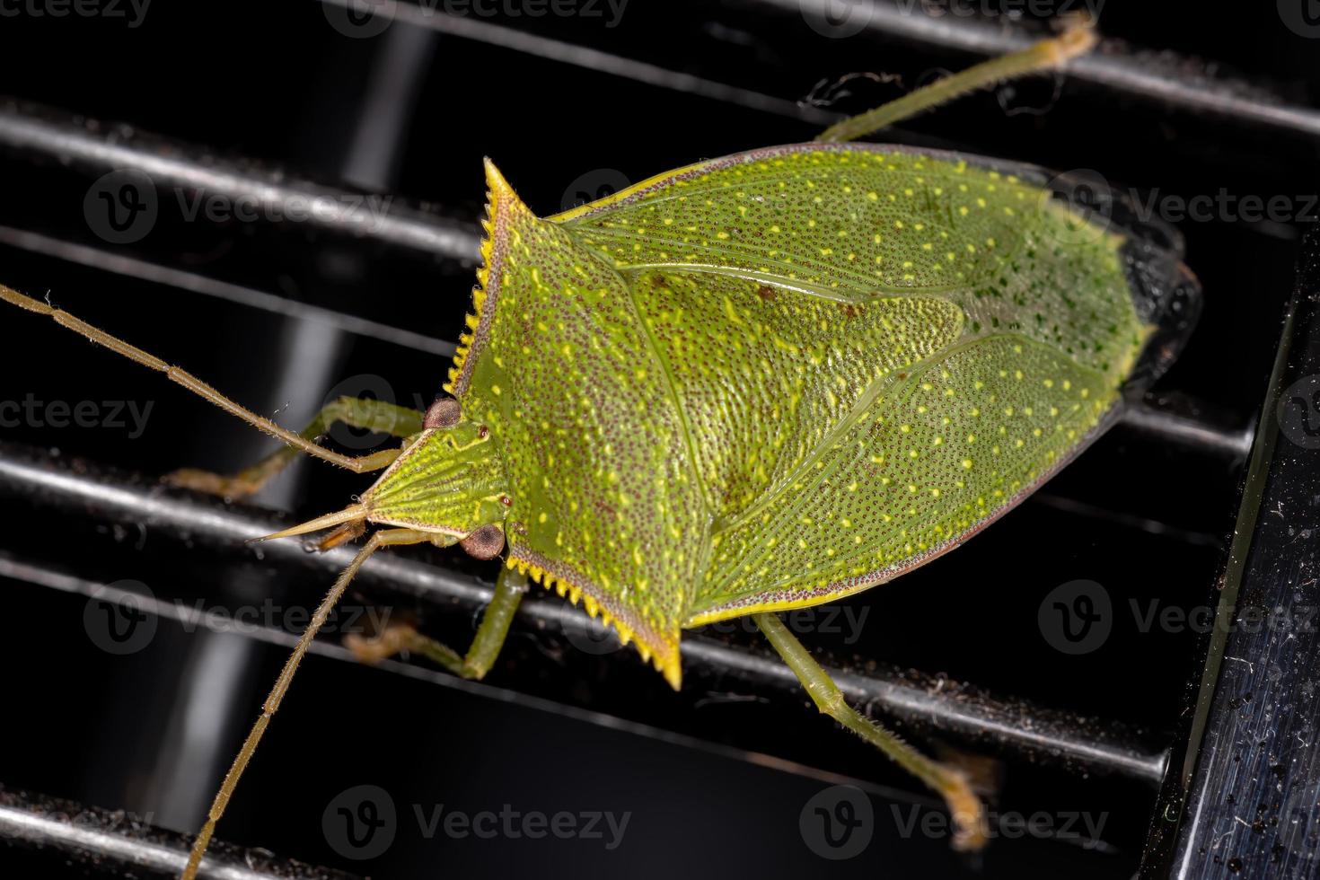 cimice puzzolente verde foto