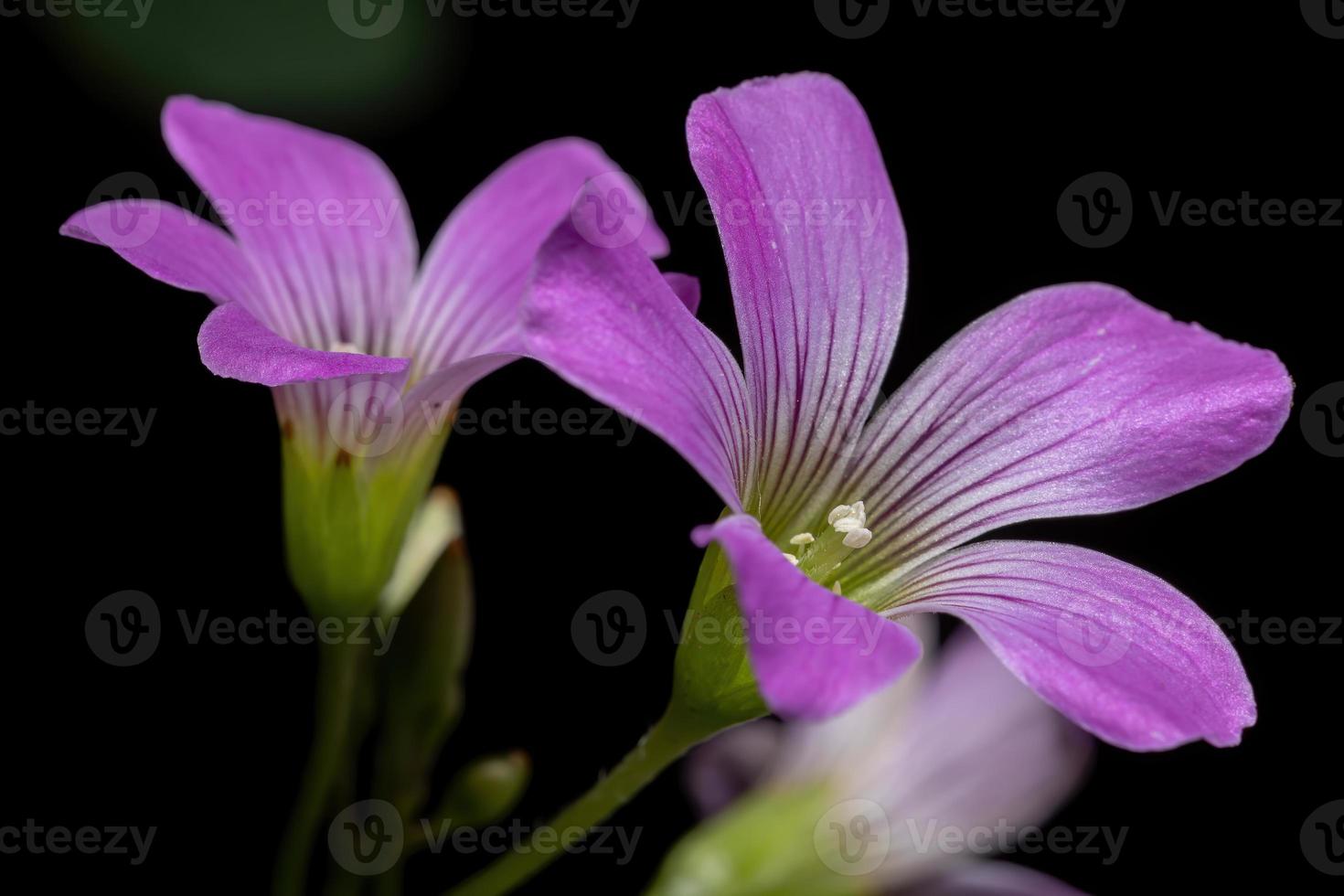 acetosella rosa a fiore grande foto