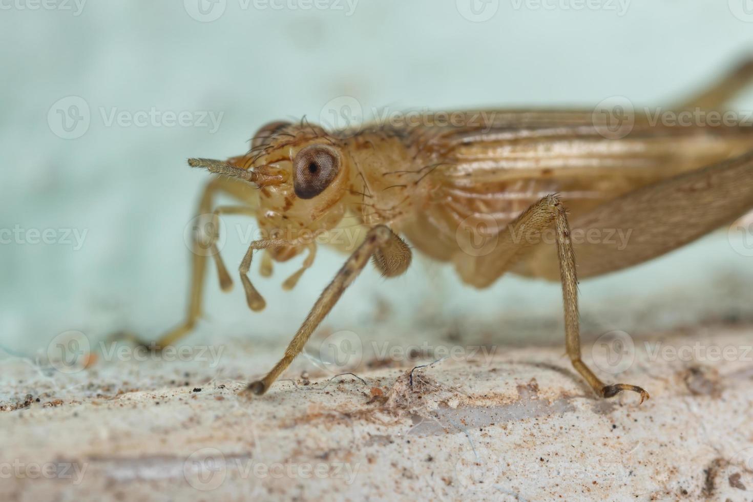 piccolo grillo di terra foto