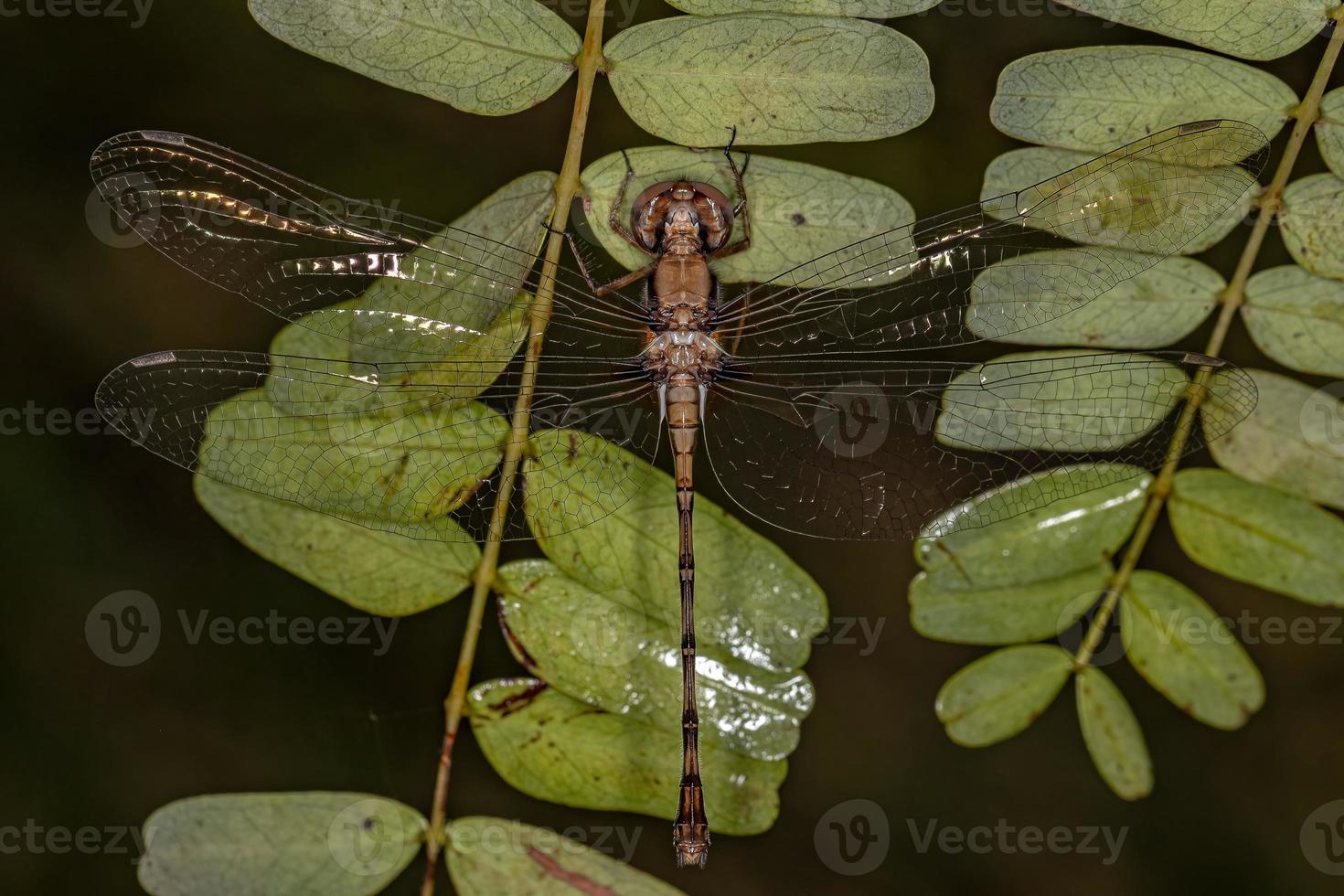 insetto libellula adulta femmina foto